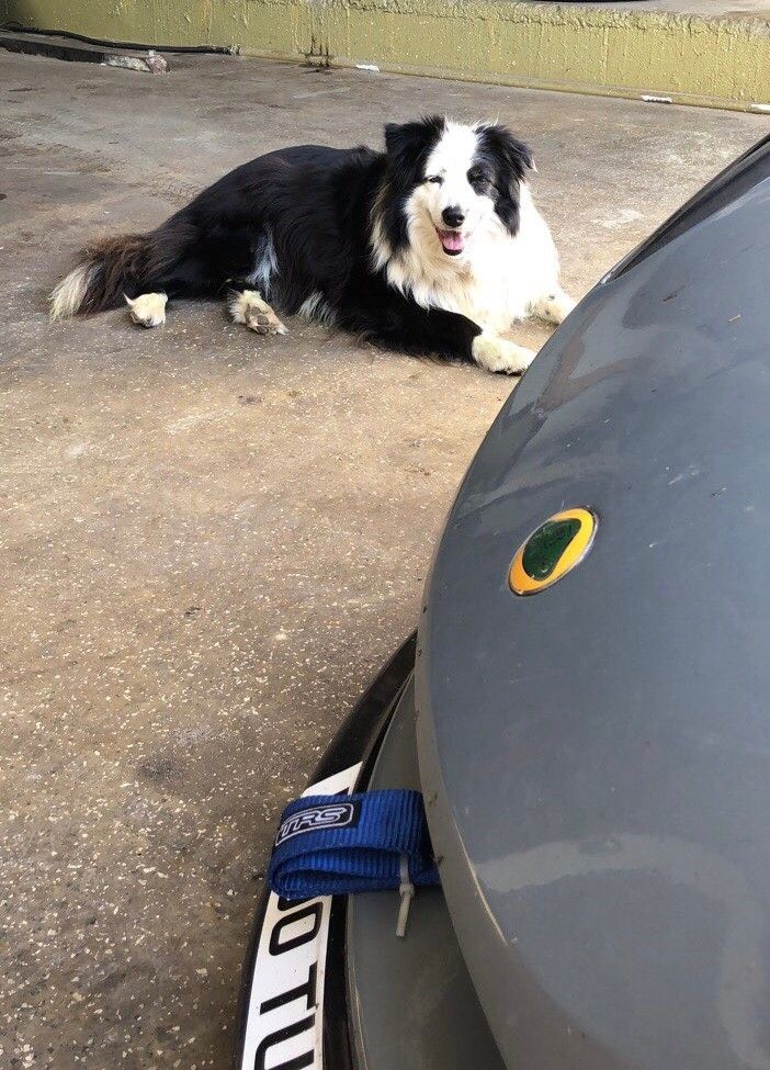 Border collie lying in the workshop next to the nose of a Lotus